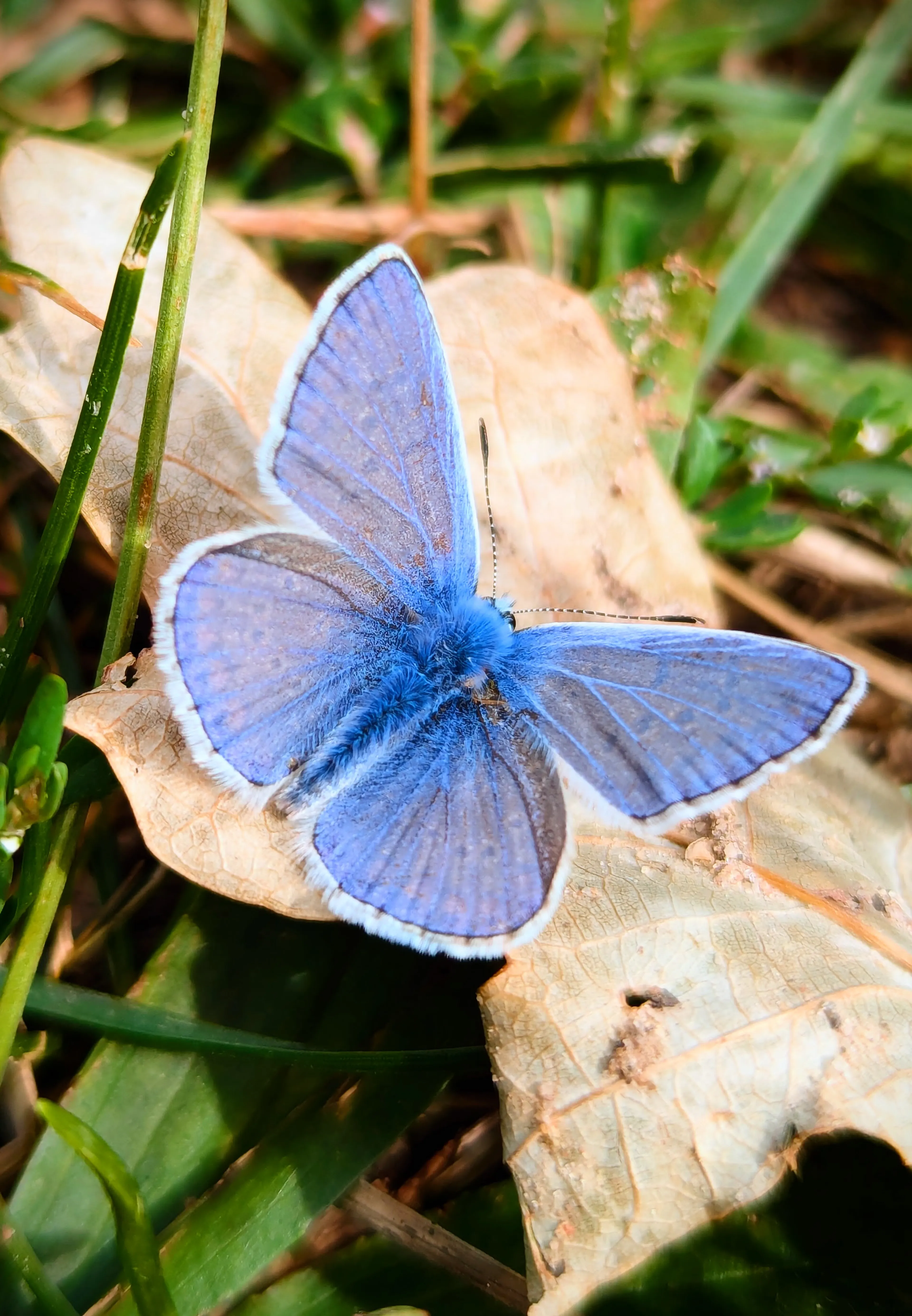a blue butterfly sitting on an old and dry leaf
